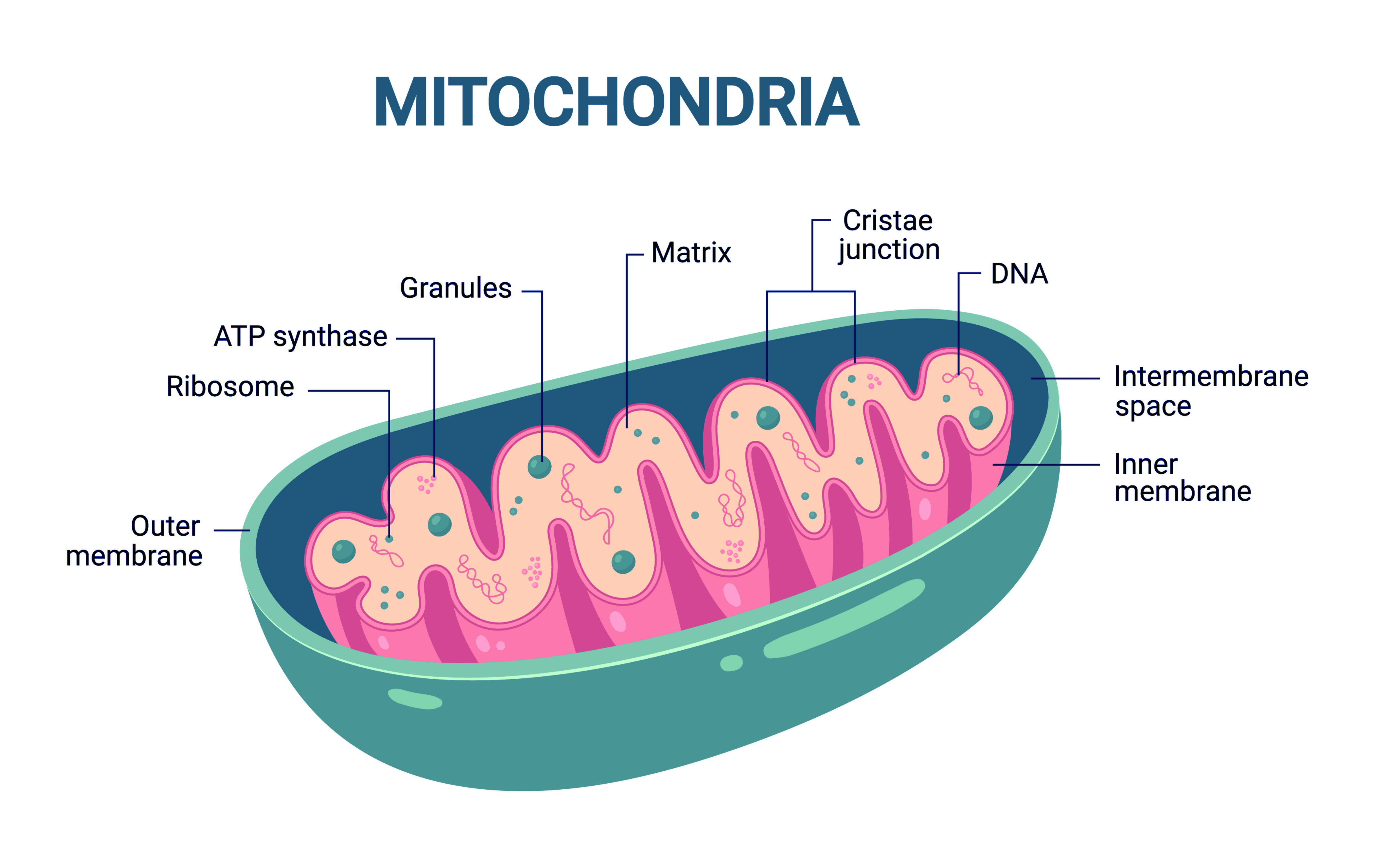 Grafik Mitochondrien